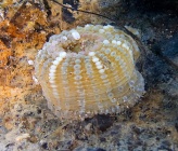 Aulactinia verrucosa
