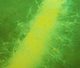 Veretillum cynomorium