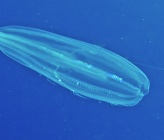 Euplokamis stationis