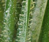 Laomedea angulata