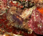 Acromegalomma vesiculosum
