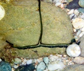 Bonellia viridis