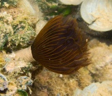 Branchiomma luctuosum