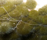 Eupolymnia nebulosa