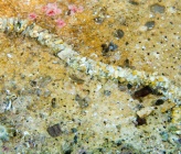 Eupolymnia nebulosa