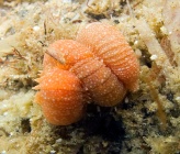 Eupolymnia nebulosa