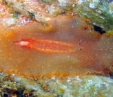 Planocera ceratommata