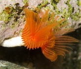 Protula tubularia
