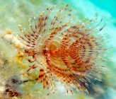 Sabella spallanzani