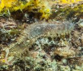 Harmothoe extenuata