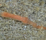 Prosthiostomum siphunculus
