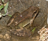 Rana graeca 
