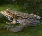 Pelophylax bedriagae