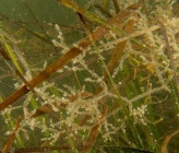 Amathia verticillata