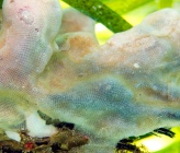 Calpensia nobilis