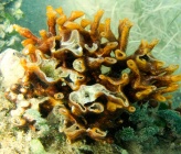 Schizoporella errata