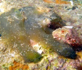 Ciona sp North Aegean
