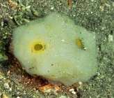 Phallusia mammillata