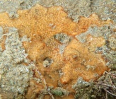 Didemnum lahillei