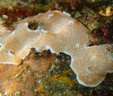 Lissoclinum weigelei