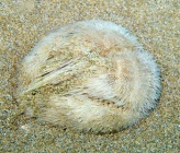 Echinocardium cordatum