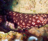 Holothuria sanctori