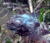 Holothuria tubulosa - αναπαραγωγή