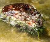 Haliotis tuberculata subsp tuberculata