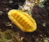 Rhyssoplax corallina