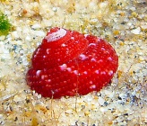 Clanculus corallinus