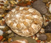 Gibbula albida