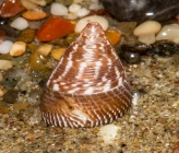 Jujubinus striatus