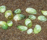Smaragdia viridis