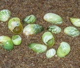 Smaragdia viridis