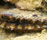 Mimachlamys varia