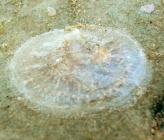 Pododesmus squama