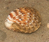 Cardites antiquatus