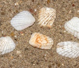 Glans trapezia