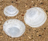 Loripes orbiculatus