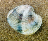 Chamelea gallina