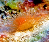 Limaria loscombi