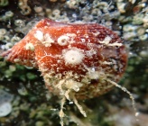 Talochlamys multistriata