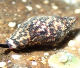 Pisania striata