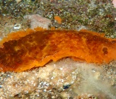 Dendrodoris temarana