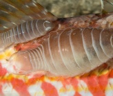 Anilocra physodes