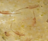 Artemia salina