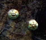 Chelonibia testudinaria