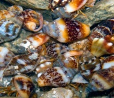 Clibanarius erythropus