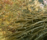 Leptomysis buergii