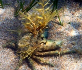 Pisa tetraodon